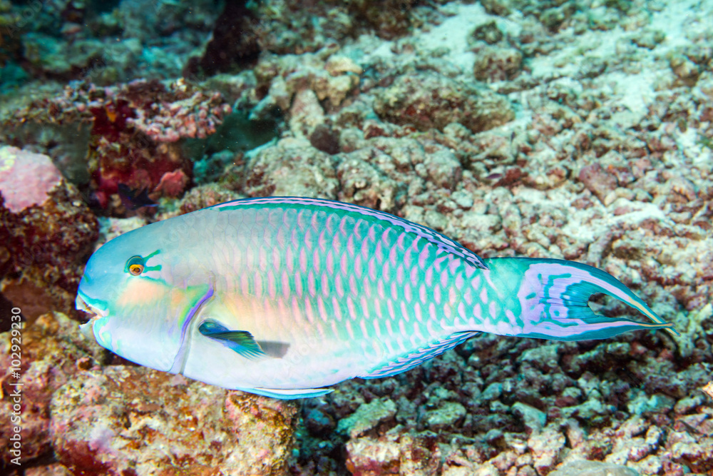 parrot fish portrait in maldives - obrazy, fototapety, plakaty 