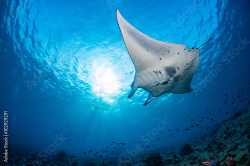 Manta in the blue background