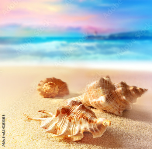 Seashells on the sunset beach. Sand, sky and ocean. © Belight