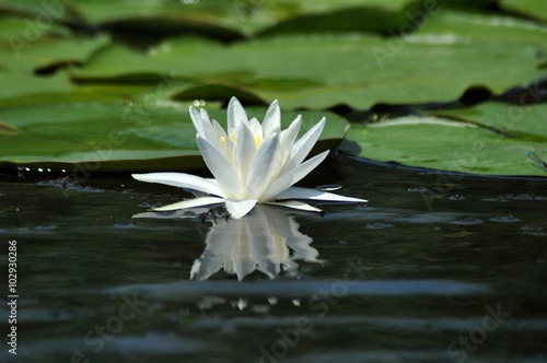 White water lily in the Danube delta, Romania