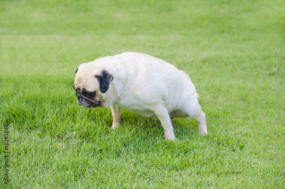 Close-up female cute dog puppy Pug pee on green grass Close-up female cute dog puppy Pug pee on green grass