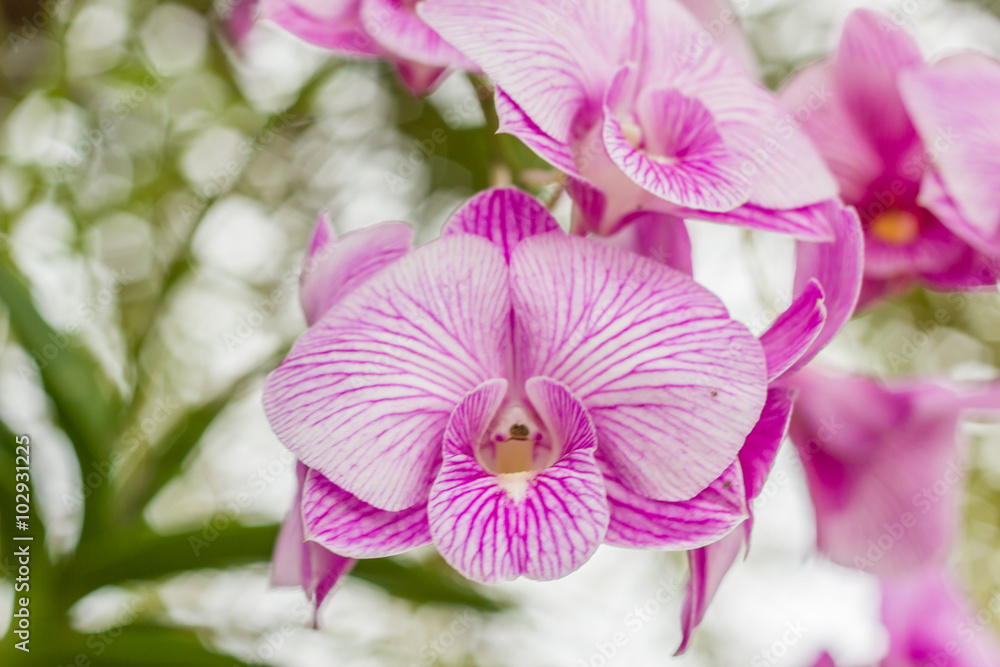 Beautiful Pink orchids close up background : Natural background and design element. Beautiful Pink orchids close up background : Natural background and design element.