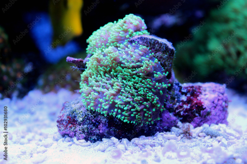 Fototapeta premium Green Hairy Mushroom (Rhodactis indosinensis)