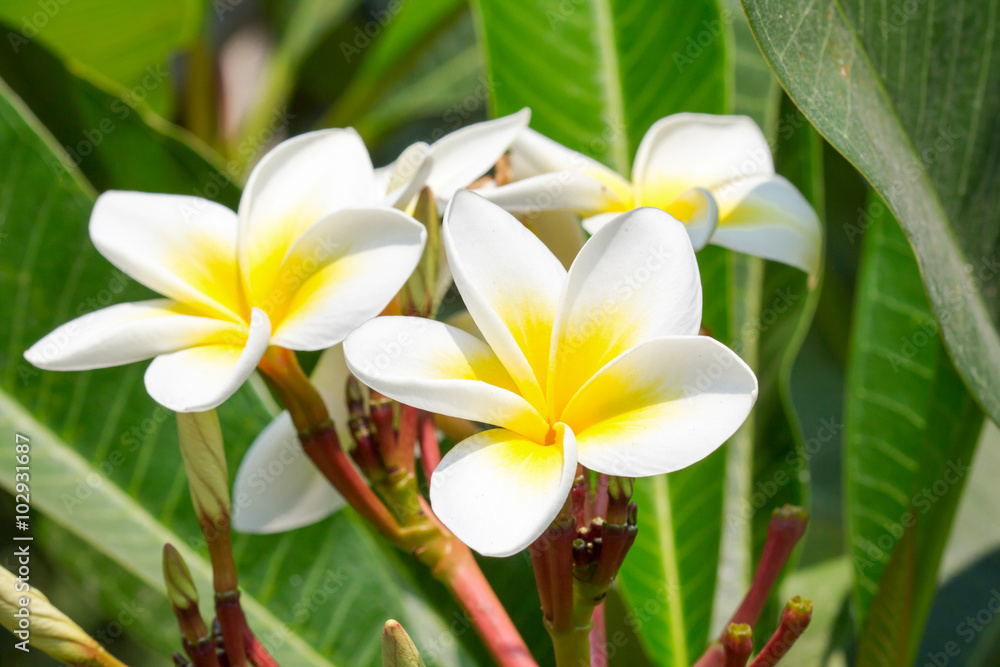 Fototapeta premium Frangipani flower