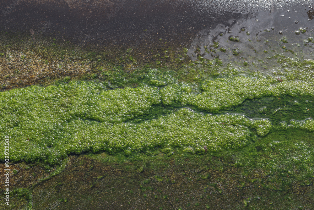 Green algae and Moss bubbles in water. Green algae and Moss bubbles in water.