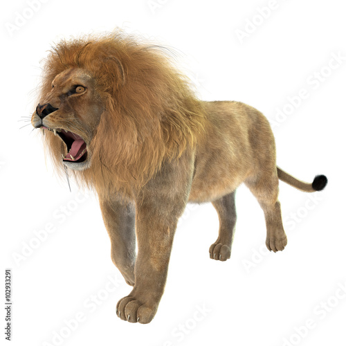 Fototapeta Naklejka Na Ścianę i Meble -  Male Lion on White