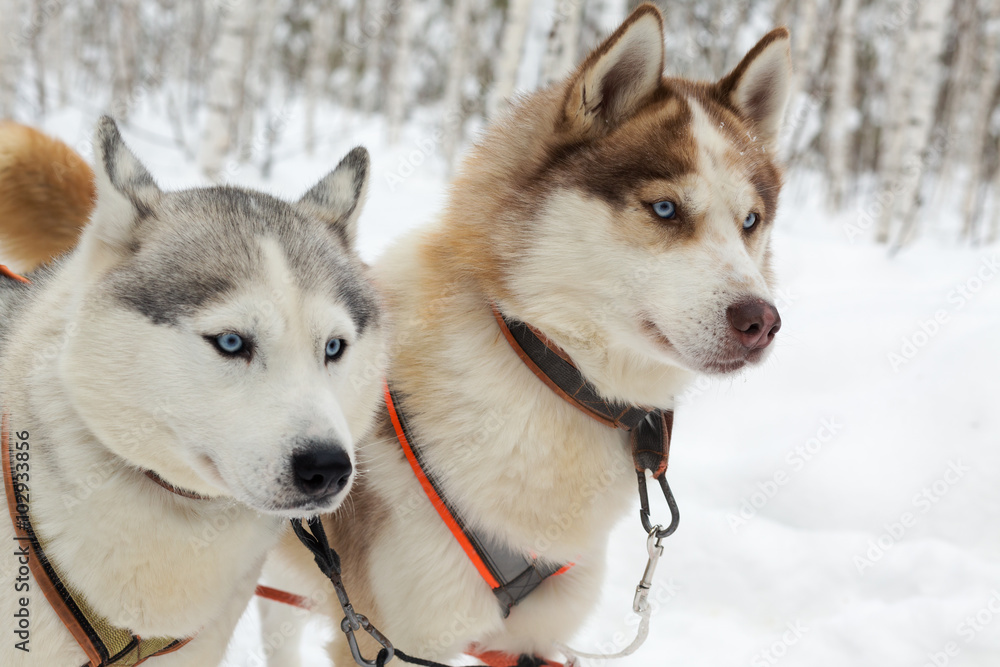 Two husky dogs on winter landscape. Selective focus Two husky dogs on winter landscape. Selective focus