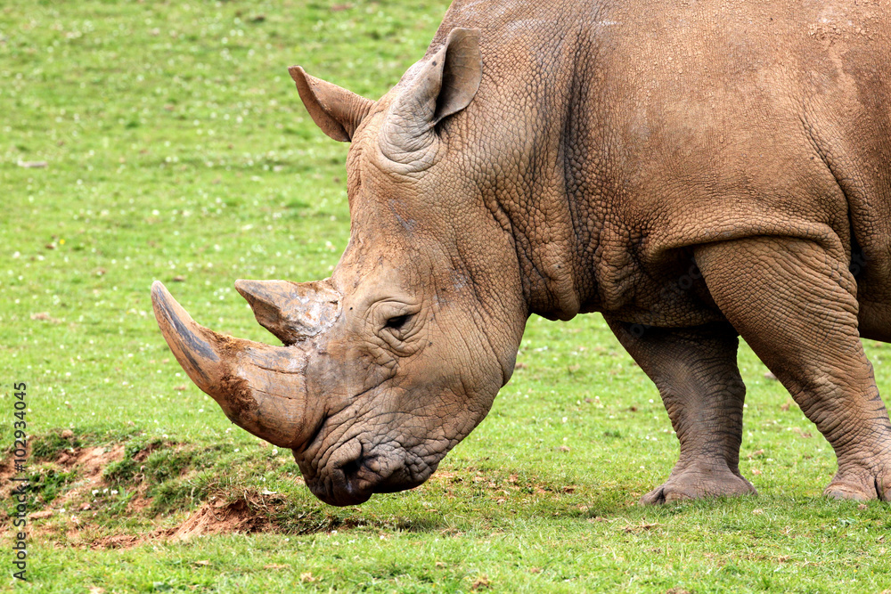 Obraz premium White Rhinoceros