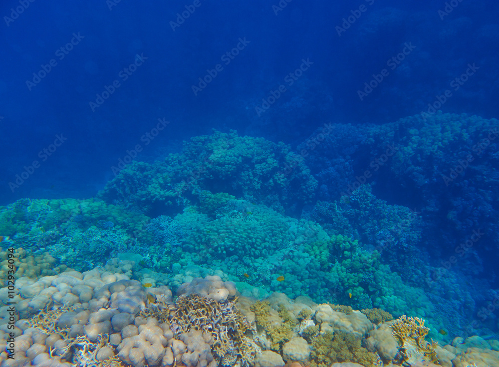 coral reef