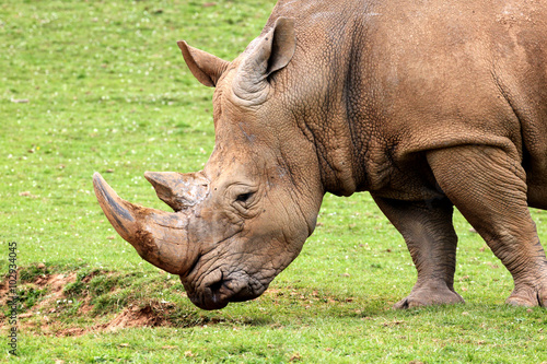 White Rhinoceros