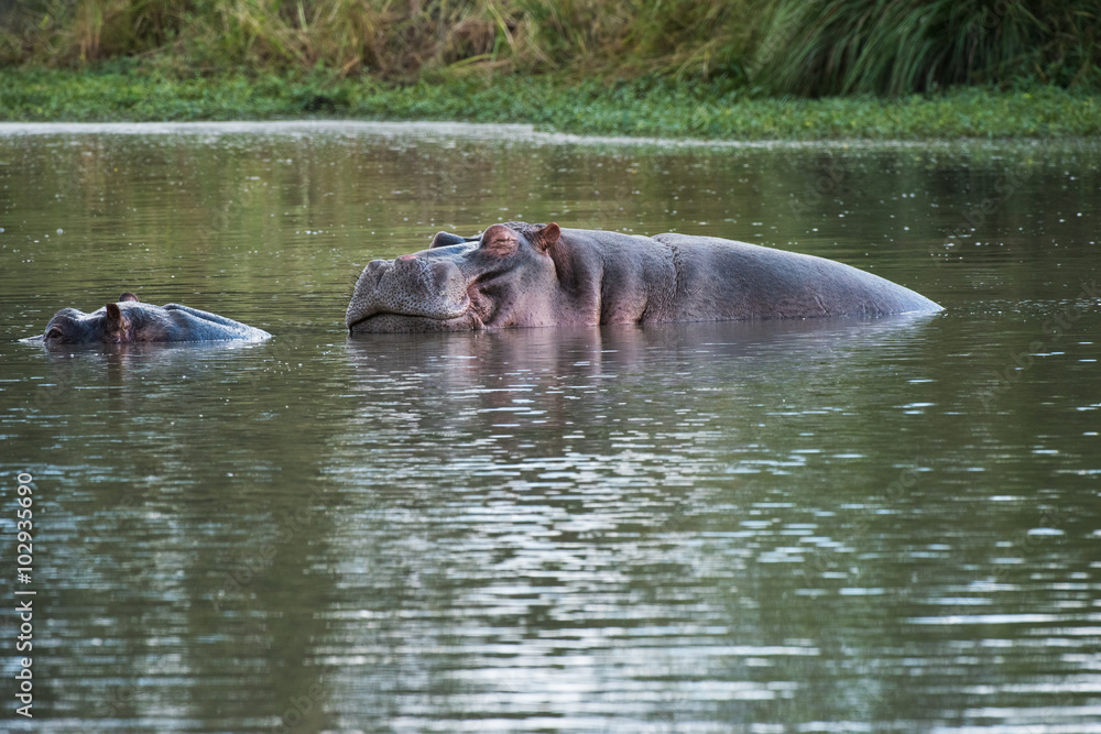 Obraz premium Hippo couple in a pool