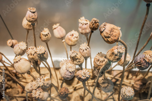 Closeup dry opium