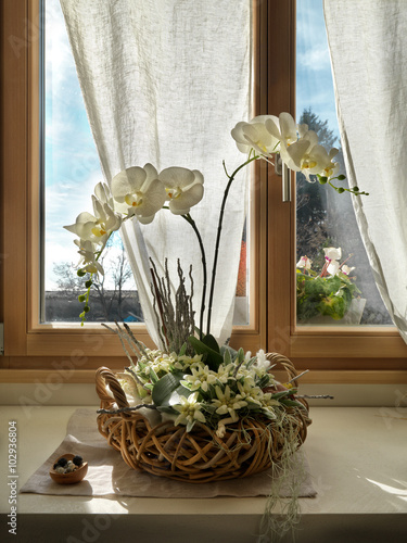 Fototapeta Naklejka Na Ścianę i Meble -  Orchidea