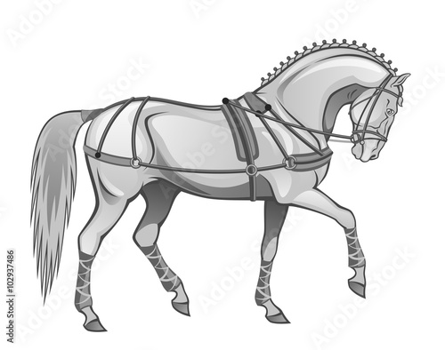 Horse in harness
