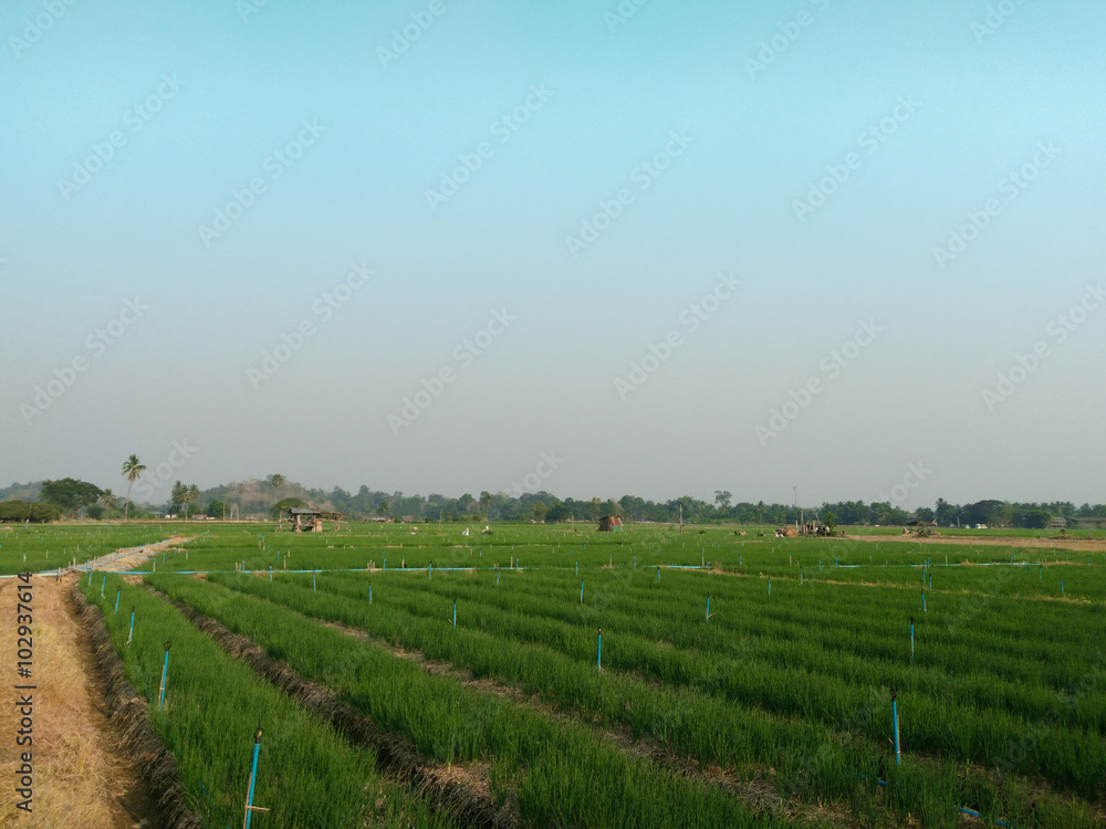 Lanndscape of agriculture farm in thailand