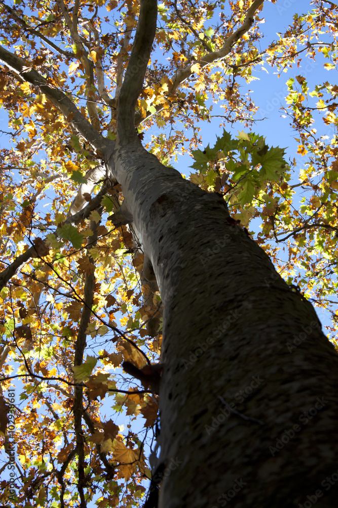 Fototapeta premium tree in the spring season