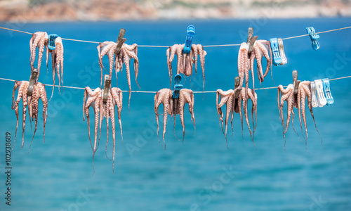 Fresh octopus in the boat port.