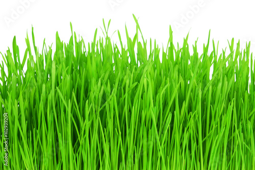 Young fresh dense green grass isolated on white background.