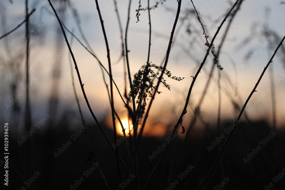 sticks on the meadow against setting sun, selective focus, natur sticks on the meadow against setting sun, selective focus, natur