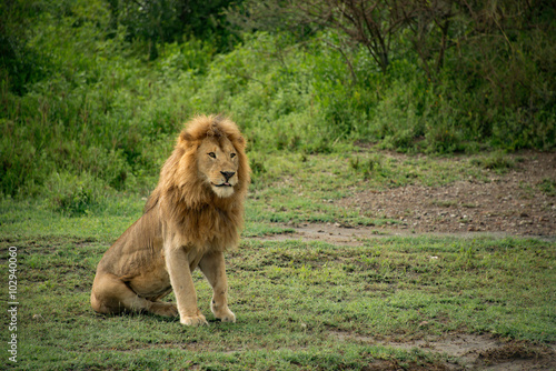 African lion male sitting in Serengeti bush