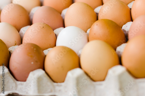 Various eggs in egg trays