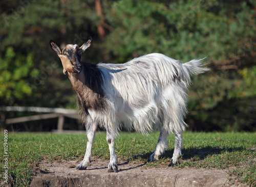 Domestic long hair goat standing on green meadow
