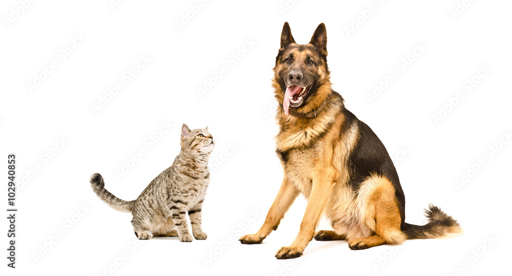 German Shepherd dog and funny cat Scottish Straight