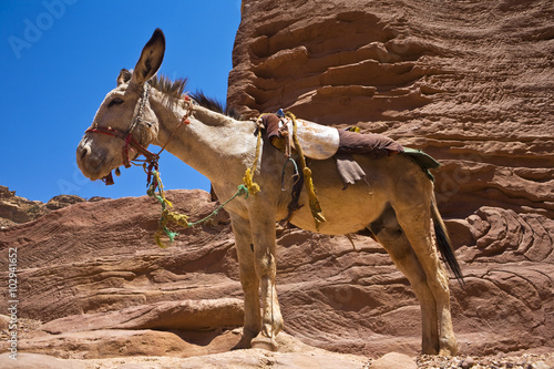 Jordan. Petra (Petra Archaeological Park). Waiting for client... Donkey taxi