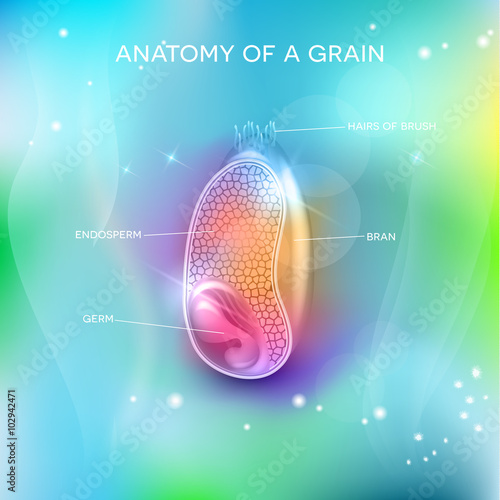 Grain structure on a beautiful background