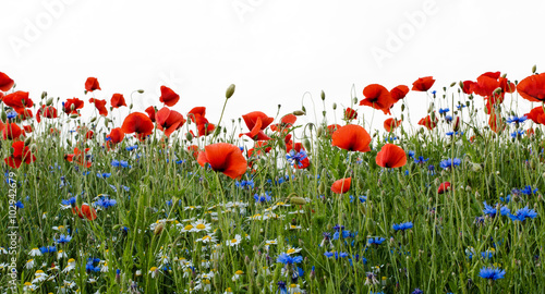 Happiness   vitality   Spring awakening with fragrant   colorful spring meadow   