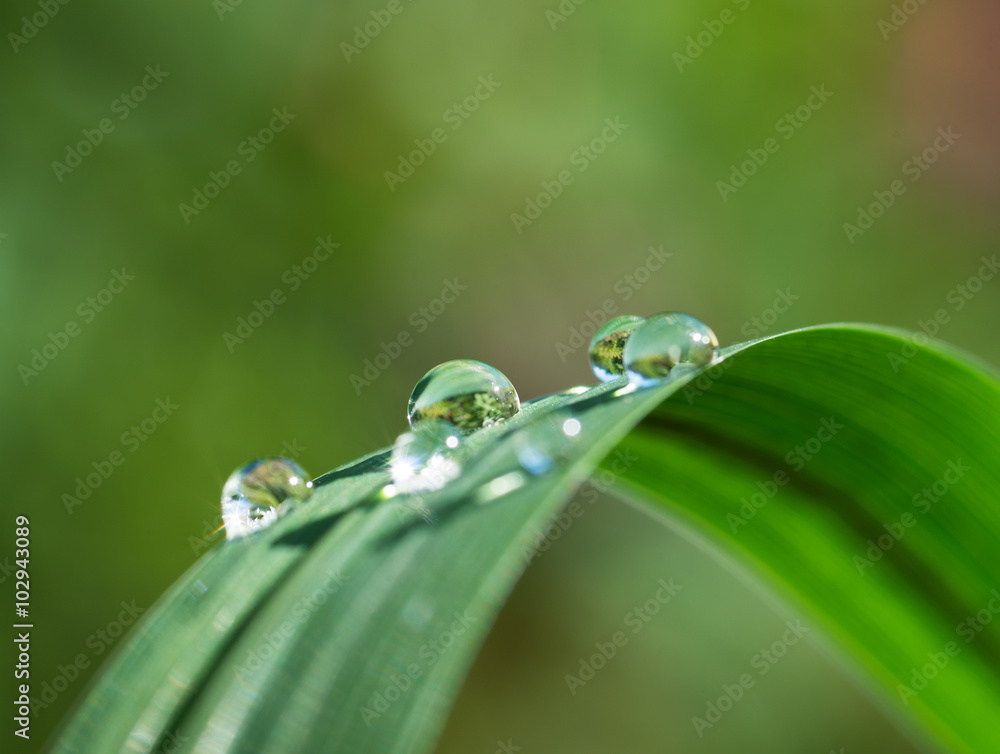 Fresh grass with dew drops and Sun beams Fresh grass with dew drops and Sun beams