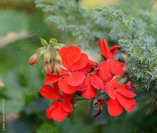 Fototapeta Naklejka Na Ścianę i Meble -  Red pelargonium flowers on bright green background.