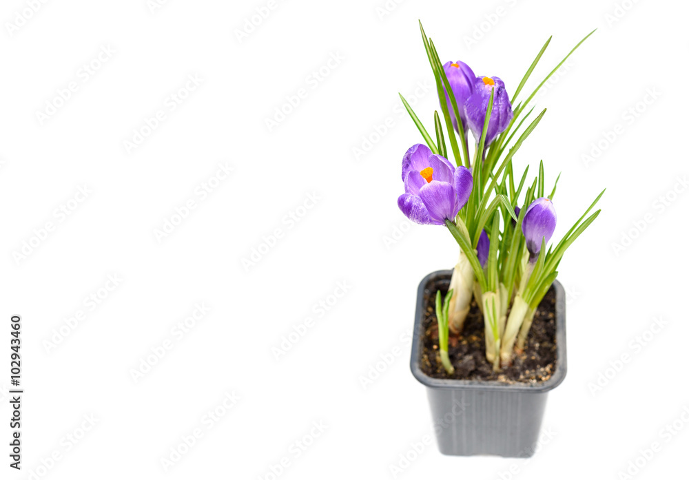 Obraz premium Spring crocus flowers in pot