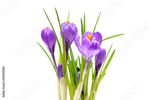 Fototapeta Naklejka Na Ścianę i Meble -  Spring crocus flowers