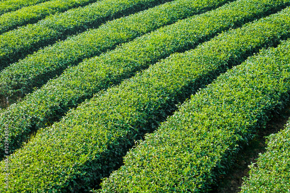 tea plantation in northen thailand