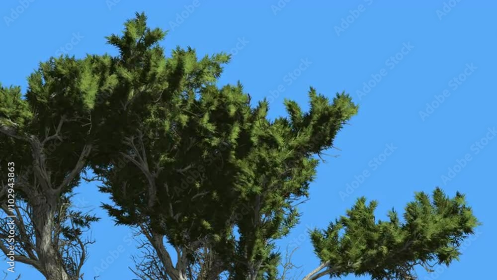 Monterey Cypress Top of Branchy Crown Coniferous Evergreen Tree is Swaying at The Wind Green Scale-Like Leaves Tree in Windy Day Monterey Cypress Top of Branchy Crown Coniferous Evergreen Tree is Swaying at The Wind Green Scale-Like Leaves Tree in Windy Day