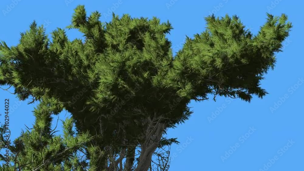 Monterey Cypress Fluttering Scale-Like Leaves Green Crown Coniferous Evergreen Tree is Swaying at The Wind Green Tree in Windy Day Monterey Cypress Fluttering Scale-Like Leaves Green Crown Coniferous Evergreen Tree is Swaying at The Wind Green Tree in Windy Day