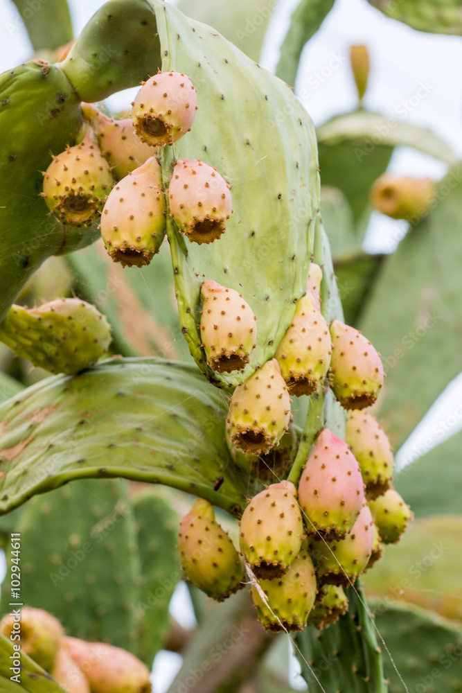 Prickly pears (Opuntia ficus-indica) Prickly pears (Opuntia ficus-indica)