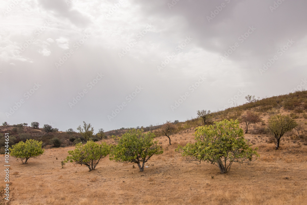 dry landscape with fig trees
