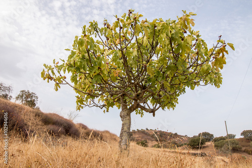 Tableau sur toile dry landscape with a fig tree