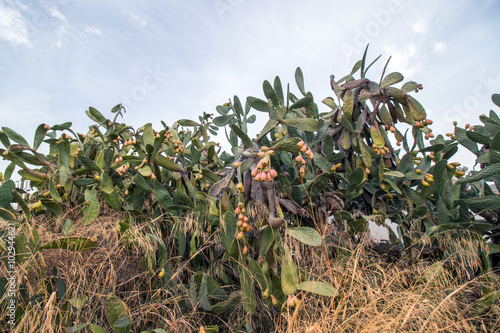 Prickly pears (Opuntia ficus-indica)