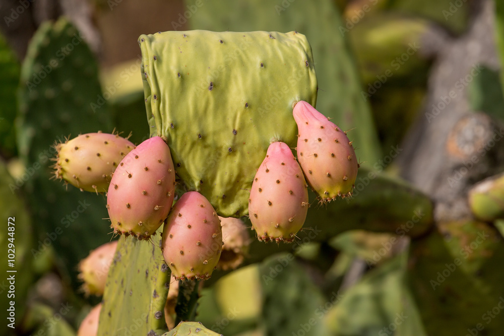 Prickly pears (Opuntia ficus-indica) Prickly pears (Opuntia ficus-indica)