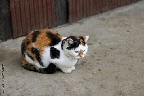 Tricolor cat on the pavement.