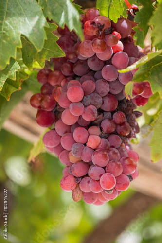 Close view of some red grapes on a vineyard.