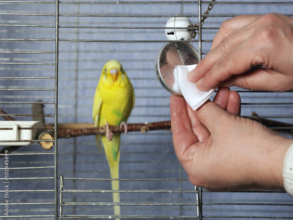 Fototapeta premium Cleaning Bird Cage