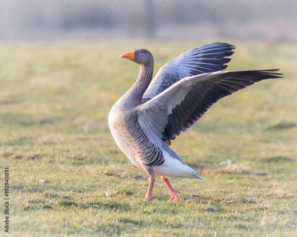 Fototapeta premium Greylag Goose stretching wings in the sun