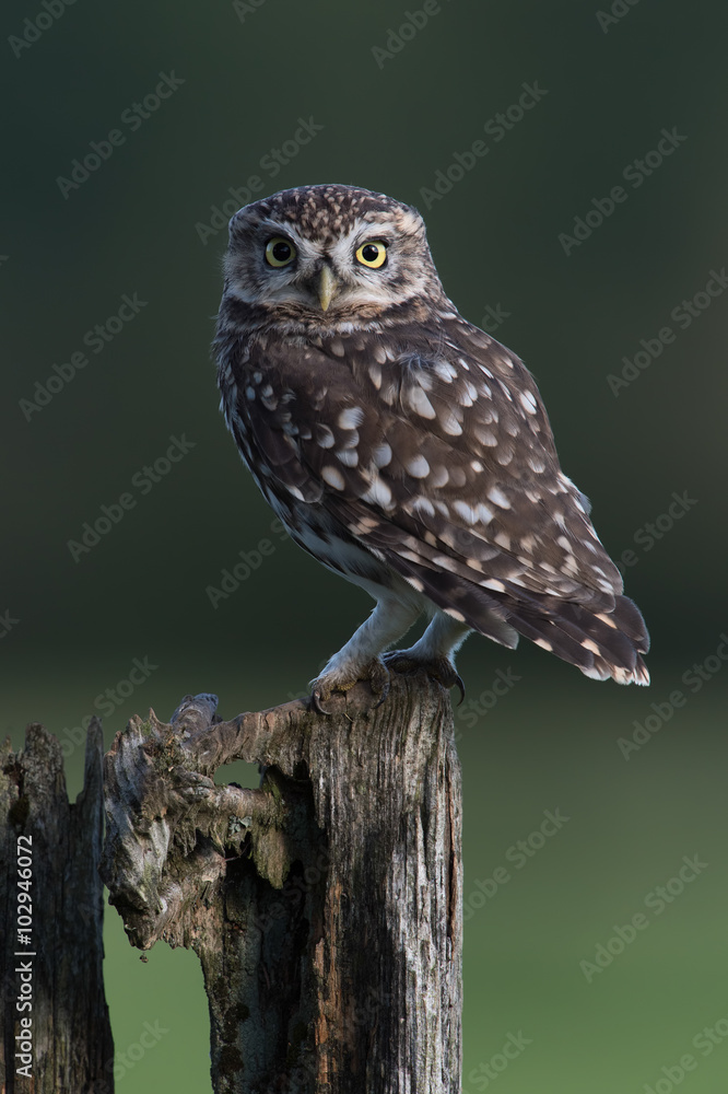 Little Owl (Athene Noctua)/Little Owl perched on stump against a forest background Little Owl (Athene Noctua)/Little Owl perched on stump against a forest background