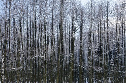 Forest in winter