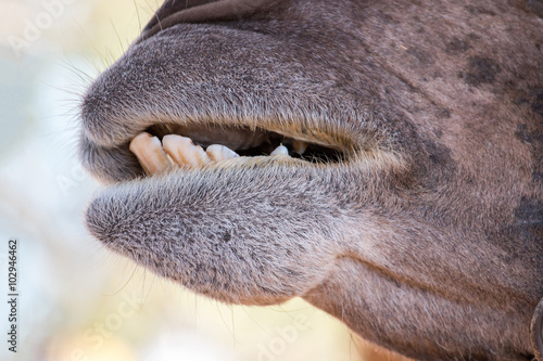 camel's mouth