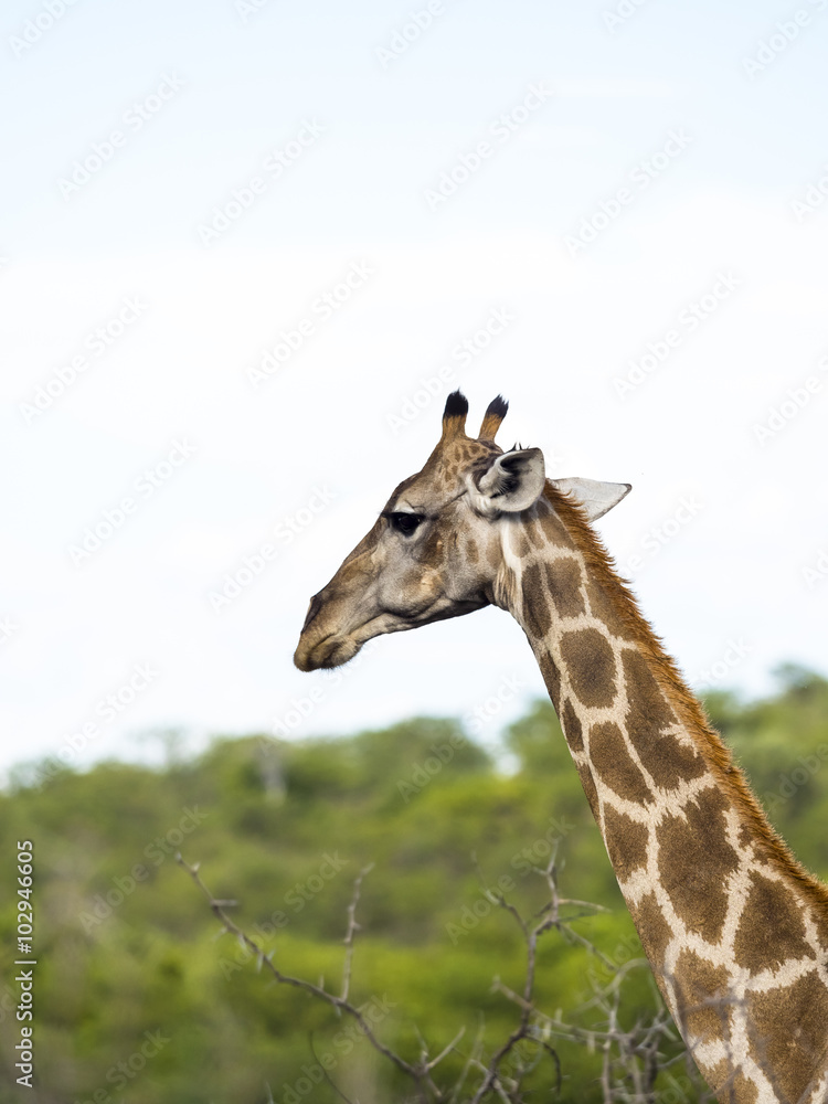 Obraz premium Okaukuejo, Etosha Nationalpark, Namibia, Afrika